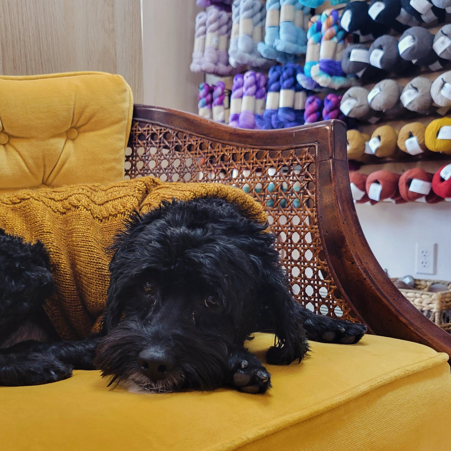 Custom Knitted Pet Sweater